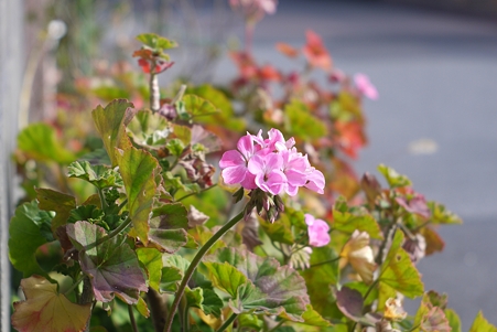まずは順光で花を