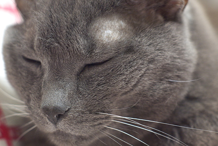 お昼寝猫
