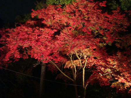 DSC03239