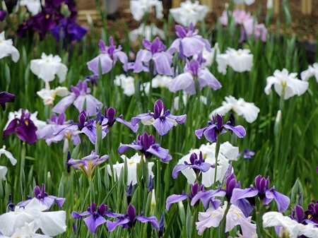 鶴舞公園花菖蒲