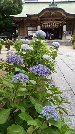 P6090551