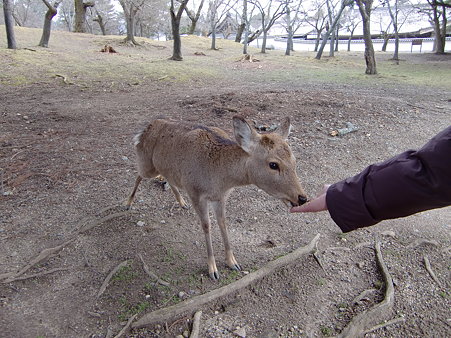 餌やり