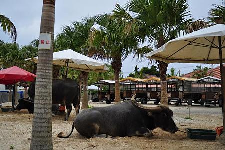 47. cow