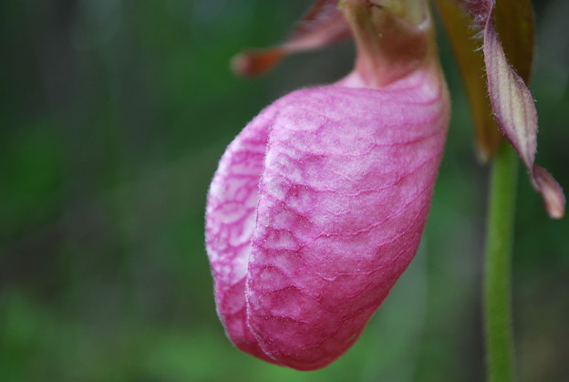Pink Moccasin-flower 5-31-09