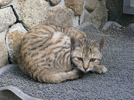 職場近くのネコ_01