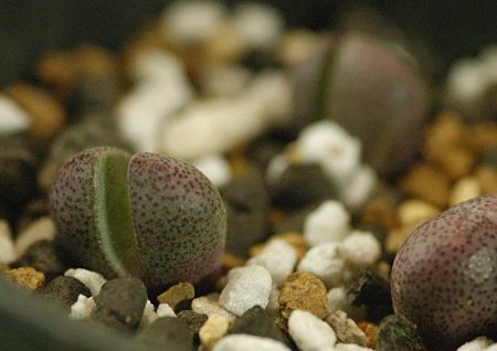 Pleiospilos nelii Royal Flush