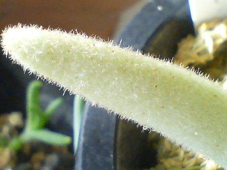 veitchii