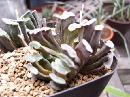 玉扇