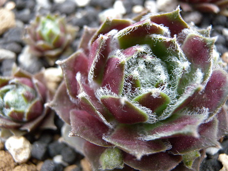 sempervivum Donar Rose