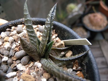 limiforia white variegata