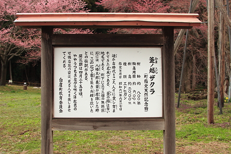 釜の越桜概要