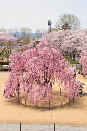 霞城公園中庭しだれ桜