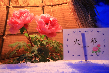 高畠冬咲きぼたんまつり