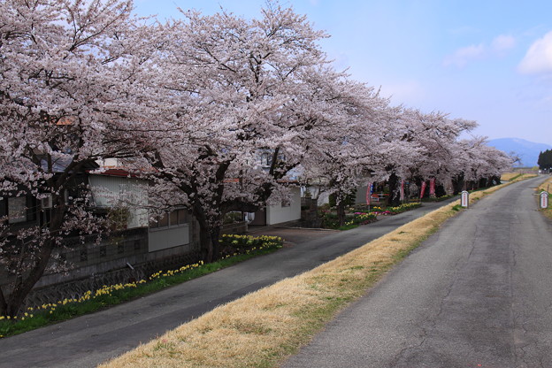 最上川堤防千本桜 写真共有サイト フォト蔵