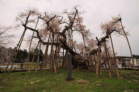置賜さくら回廊　「伊佐沢の久保桜」