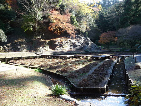 091204-明月院庭園 (41)