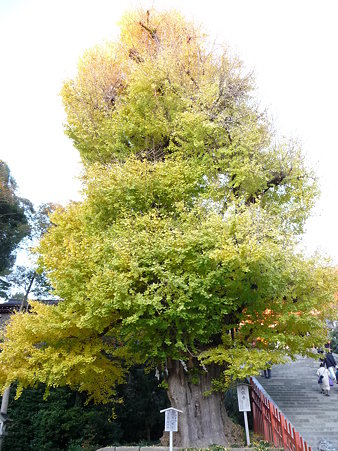 091204-八幡さま (4)