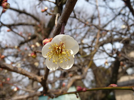 100120-道祖神と梅 (3)