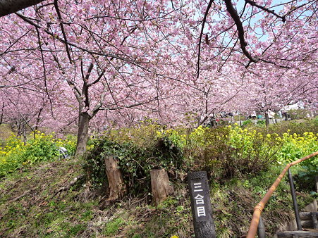100223-松田山 河津桜 (25)