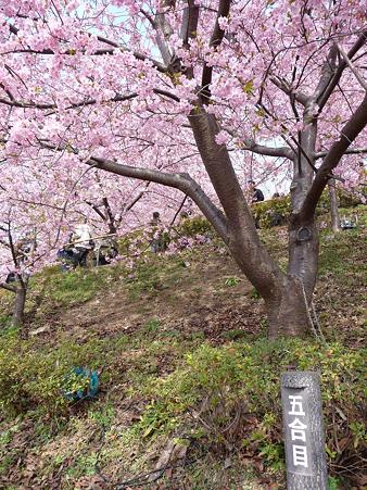 100223-松田山 河津桜 (46)