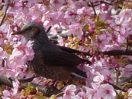 100223-松田山 河津桜 (44)