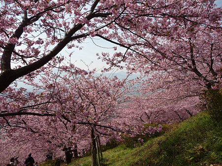 100223-松田山 河津桜 (57)