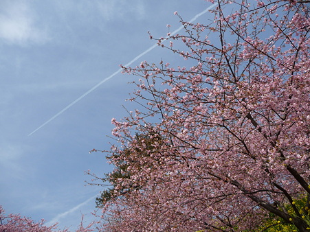 100223-松田山 河津桜 (63)