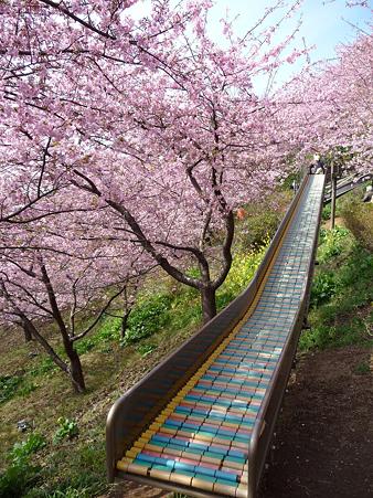100223-松田山 河津桜 (100)