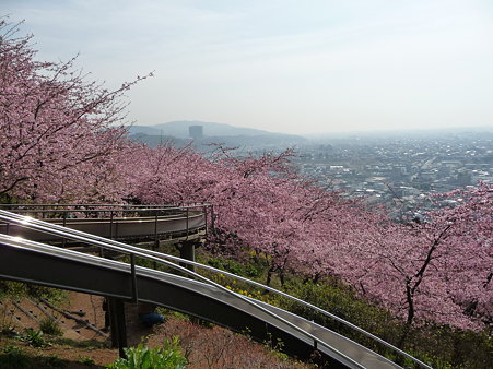 100223-松田山 河津桜 (97)