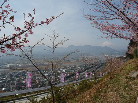 100223-松田山 河津桜 (70)