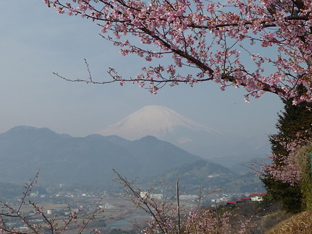 100223-松田山 河津桜 (71)