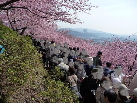 100223-松田山 河津桜 (102)