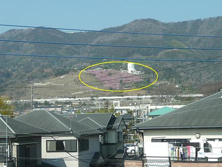 100223-松田山 河津桜 (1)