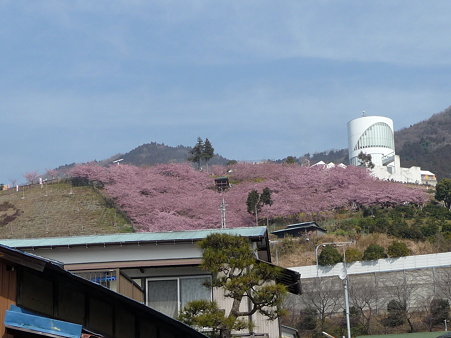 100223-松田山 河津桜 (10)