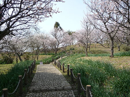 100301-田浦梅林 (43)