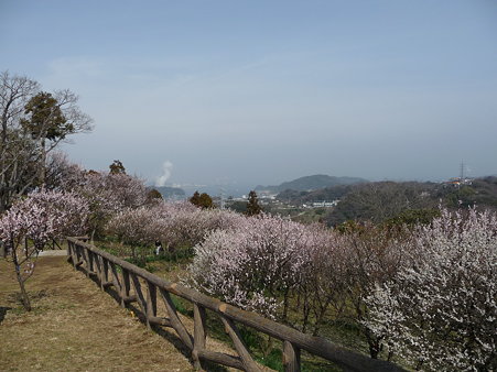 100301-田浦梅林 (49)