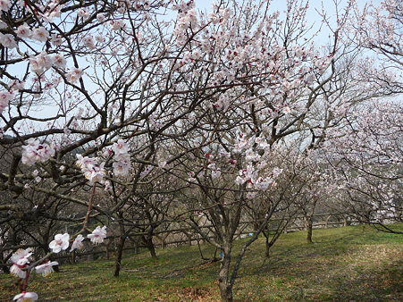 100301-田浦梅林 (77)