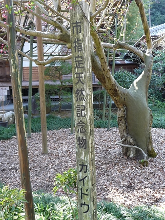 110406-光則寺 (23)