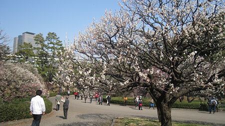ume