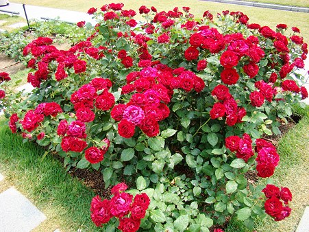 バラの花束のよう。。。
