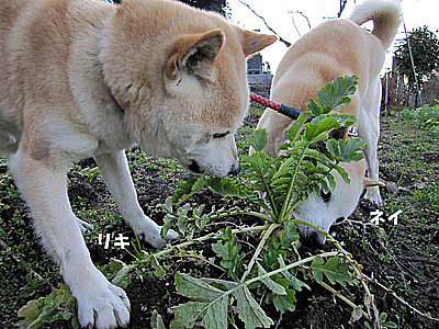 畑の大根を丸かじるする犬 ボクは山陰柴犬のリキです