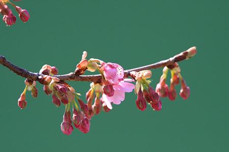 skura