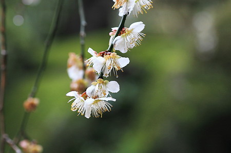 2010.03.05　鎌倉　報国寺　白梅