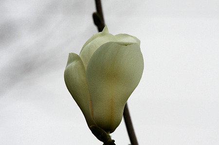 2010.03.15　和泉川　ハクモクレン