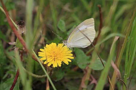 2011.06.20　和泉川　タンポポにモンシロチョウ