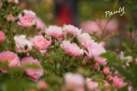 rose garden..3