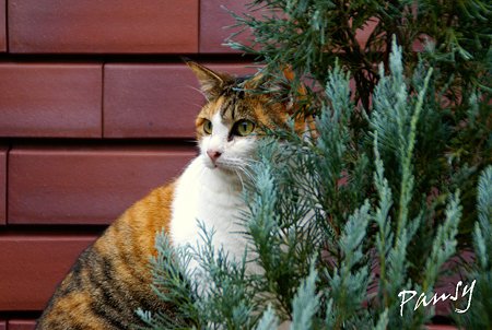 美猫の三毛さん・・