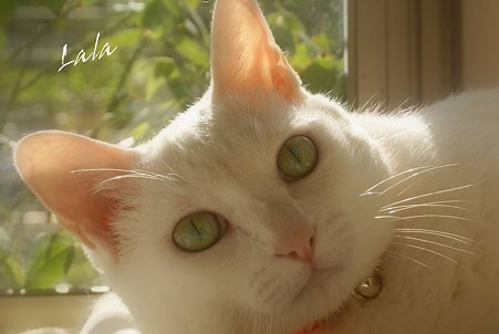 冬の日のLala..