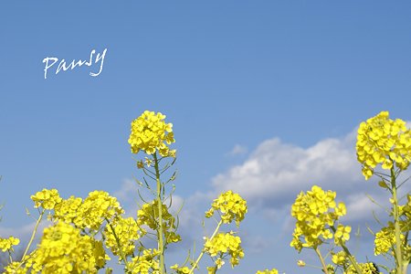 菜の花。。2010 吾妻山公園 3