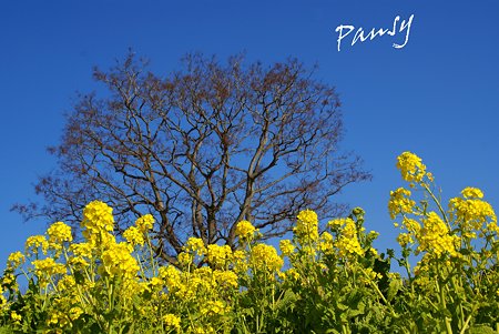 青い空と・・樹と・・菜の花。。2010 吾妻山公園 7